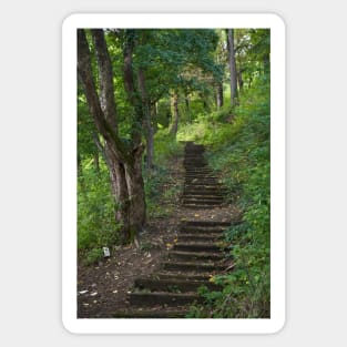 Old stairs in the forest Sticker